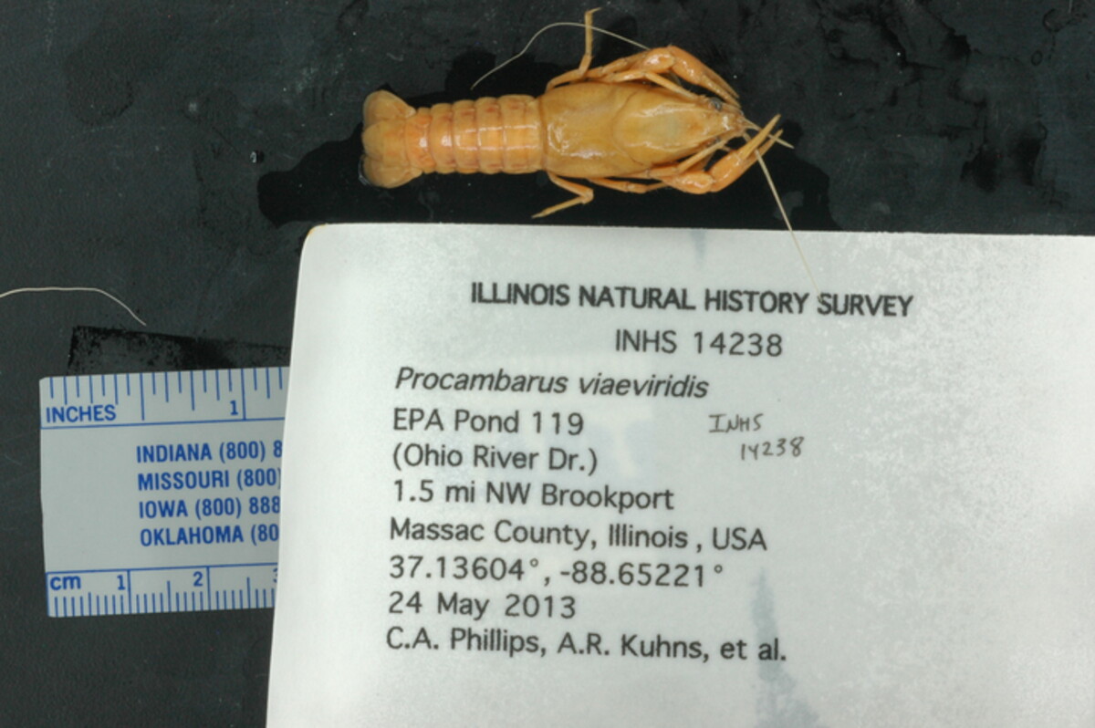 Procambarus viaeviridis image
